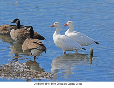 20181005 6545 Snow Geese and Canada Geese.jpg