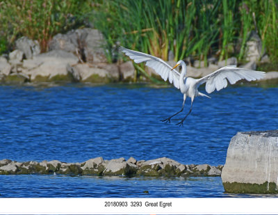 20180903 3293 Great Egret.jpg