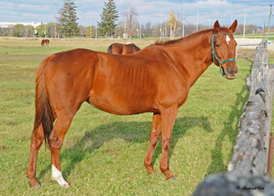 20111022 623 SERIES -  Horse.jpg