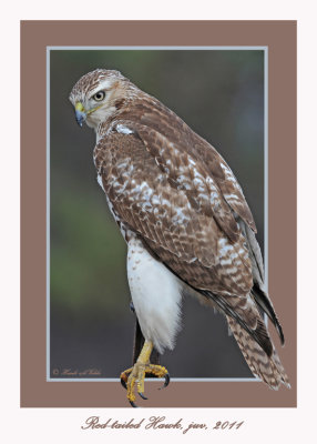 20111222 1686 SERIES -  Red-tailed Hawk.jpg