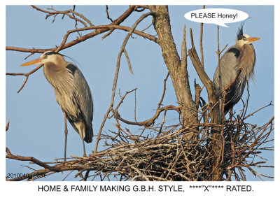 10 20100403 083 SERIES - Great Blue Heron2r1r1 x.jpg