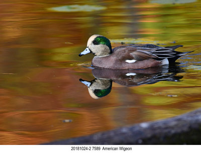 201810242 7589 American Wigeon.jpg