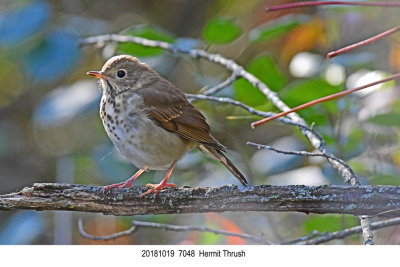 20181019 7048 Hermit Thrush.jpg