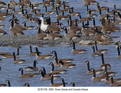 20181105 0052 Snow Goose and Canada Geese.jpg