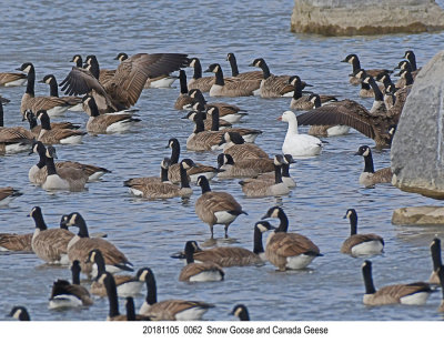 20181105 0062  now Goose and Canada Geese.jpg