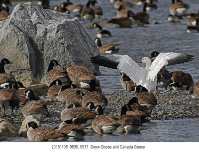 20181105 9935 9917 Snow Goose and Canada Geese.jpg