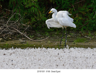 20181001 6166 Great Egret.jpg