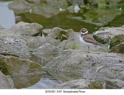 20181001 5167 Semipalmated Plover.jpg