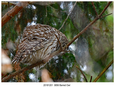 20181201 0856 Barred Owl.jpg