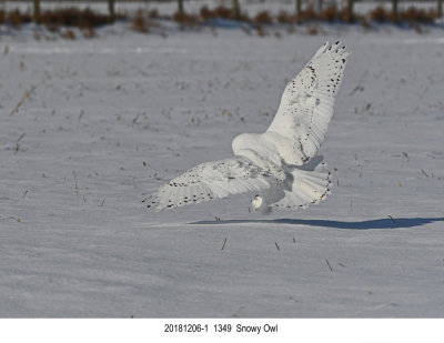 201812061 1349 Snowy Owl.jpg