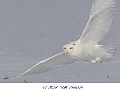 201812061 1298 Snowy Owl.jpg