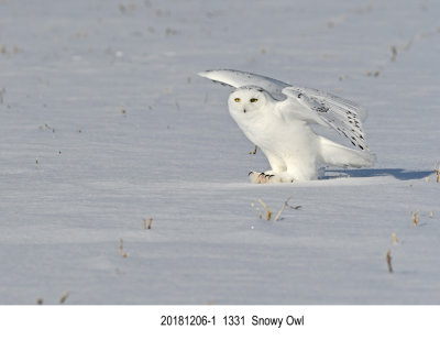201812061 1331 Snowy Owl.jpg