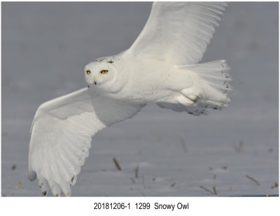 201812061 1299 Snowy Owl.jpg
