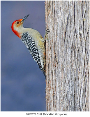 20181220 3101 Redbellied Woodpecker.jpg