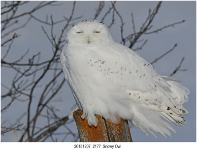 20181207 2177 Snowy Owl2.jpg