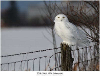 201812061 1724 Snowy Owl.jpg