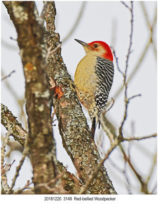 20181220 3149 Red-bellied Woodpecker.jpg