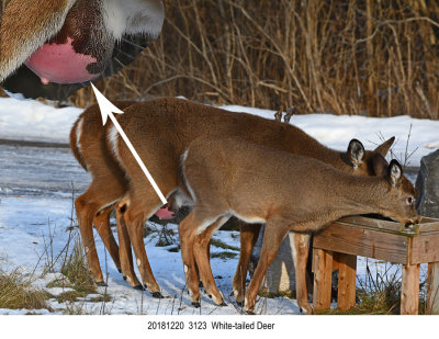 20181220 3123 White tailed Deer .jpg