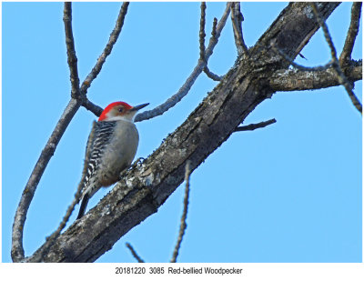 Red-bellied Woodpecker r1.jpg