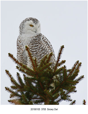 SERIES - Snowy Owl.jpg