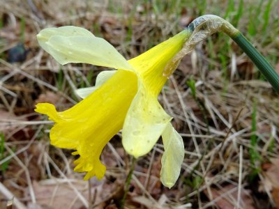 Narcissus pseudonarcissus