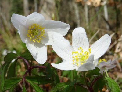 Anemone nemorosa