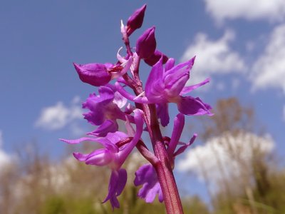 Orchis mascula