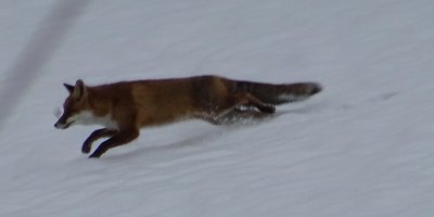 Renards - Füchse - Foxes