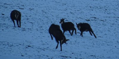 Chamois - Gemsen