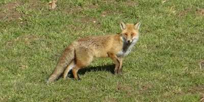 Renards - Fchse - Foxes