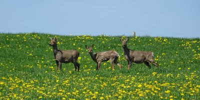 Chevreuils - Rehe - Roe deer
