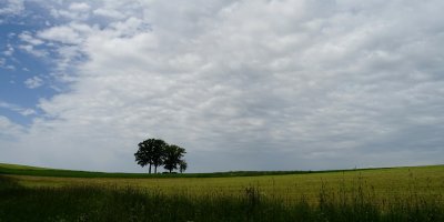 Les Chnes du Champ des Renards