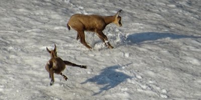 Chamois