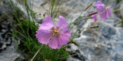 Oeillet des rochers