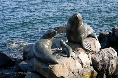 121210_171318_25104 Seals And Penguins (Mon 10 Dec 12)