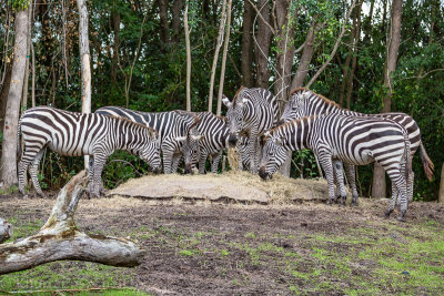 Animal Kingdom - Disney World - December 2012