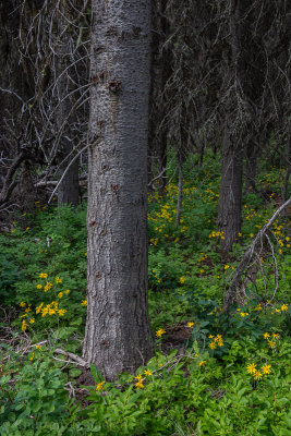 Glacier NP-_32Q5802.jpg