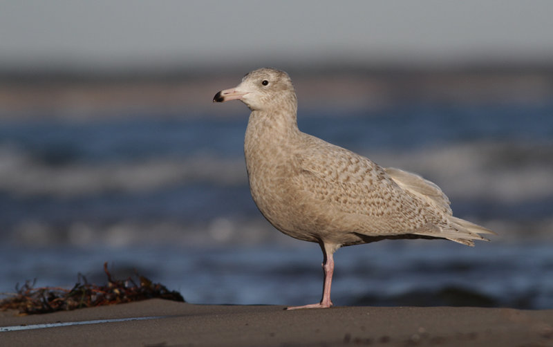 Vittrut - Glaucous Gull  Larus hyperboreus