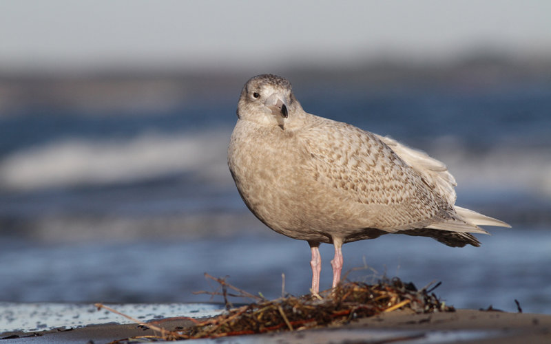 Vittrut - Glaucous Gull  Larus hyperboreus