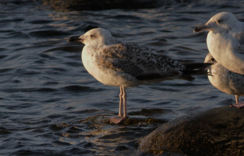 Medelhavstrut Yellow-legged Gull  (Larus michahellis)