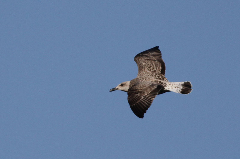 Medelhavstrut Yellow-legged Gull  (Larus michahellis)