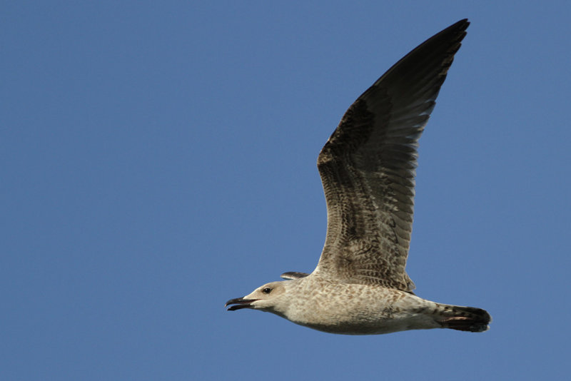 Medelhavstrut Yellow-legged Gull  (Larus michahellis)