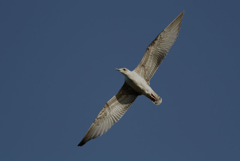 Medelhavstrut Yellow-legged Gull  (Larus michahellis)