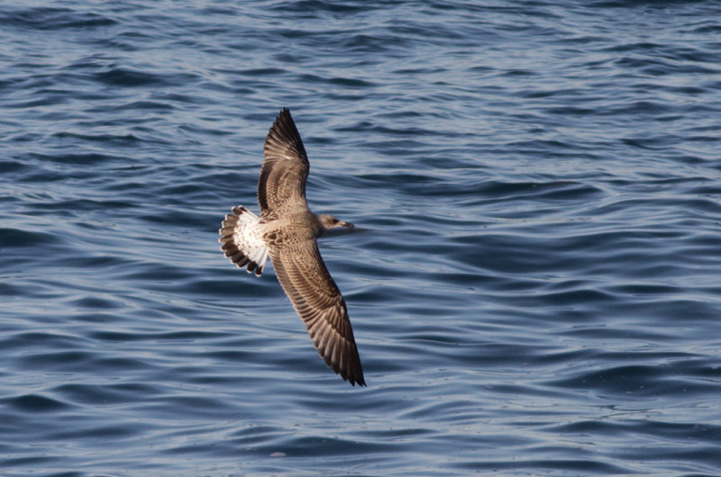 Medelhavstrut Yellow-legged Gull  (Larus michahellis)