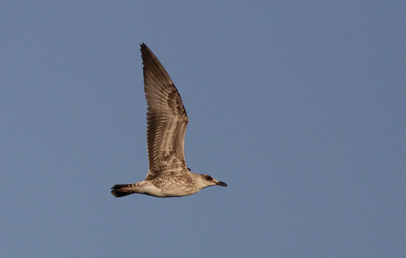 Medelhavstrut Yellow-legged Gull  (Larus michahellis)