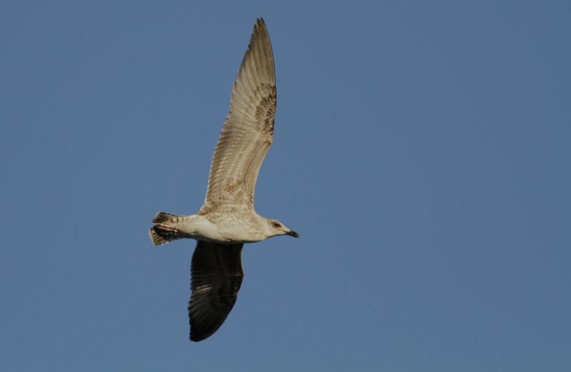 Medelhavstrut Yellow-legged Gull  (Larus michahellis)