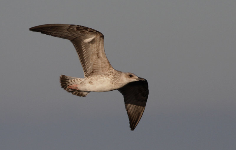 Medelhavstrut Yellow-legged Gull  (Larus michahellis)