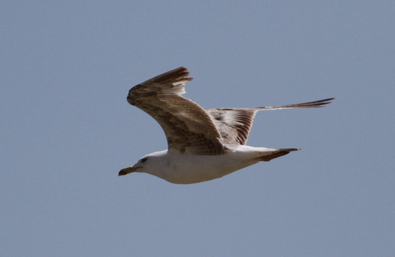 Medelhavstrut Yellow-legged Gull  (Larus michahellis)