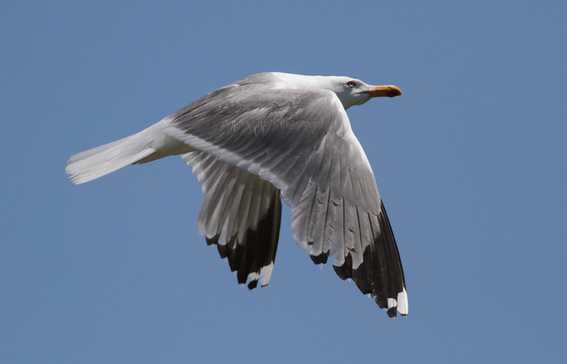 Medelhavstrut Yellow-legged Gull (Larus michahellis)