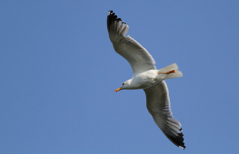 Medelhavstrut Yellow-legged Gull (Larus michahellis)